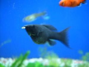 黑玛丽鱼可以和孔雀鱼混养吗?