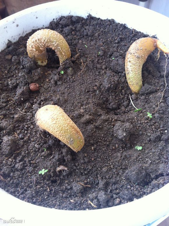 榴莲中间的种子拿出来种怎么种植图片