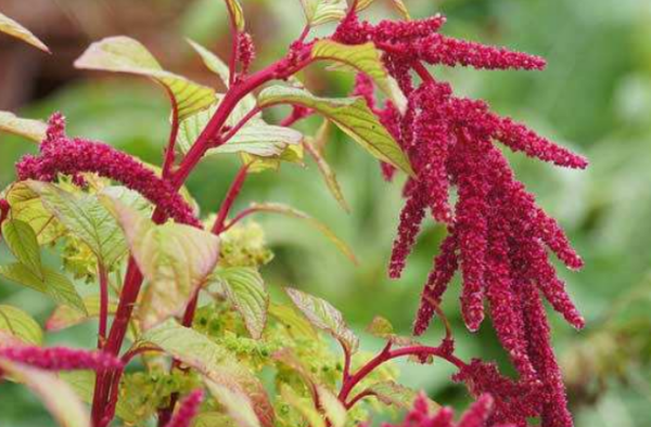 花穗是什么意思