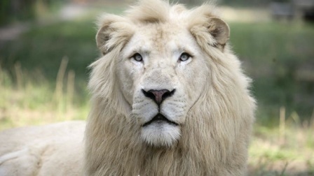 好兔视频上传时间:1年前时长:04:54传说中的白狮子王!