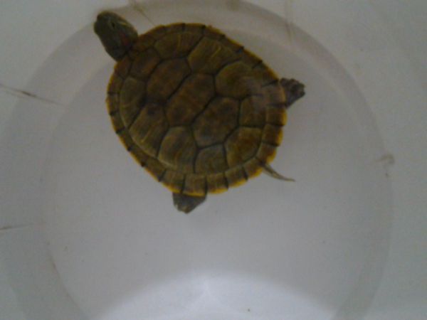 我的巴西龟放在深水里是这样的,有点侧浮,平时