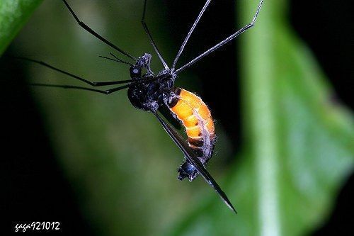 备注 型大蚊亚属大蚊外表乍看下与干沟栉大蚊极为相似,但型大蚊属大