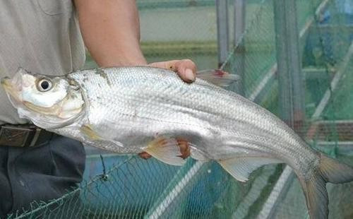 扩展资料: 翘嘴鱼生活习性: 噘嘴鱼属中,上层大型淡水经济鱼类,行动