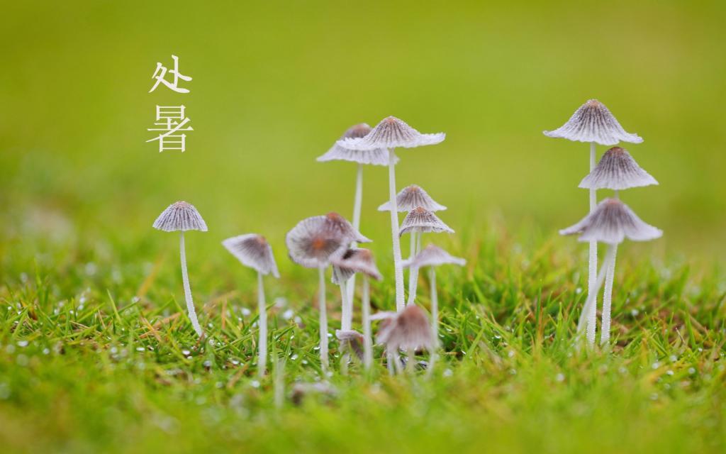 迎接处暑时节[图3]