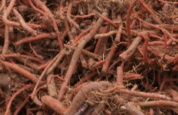 贵州种植什么药材最赚钱