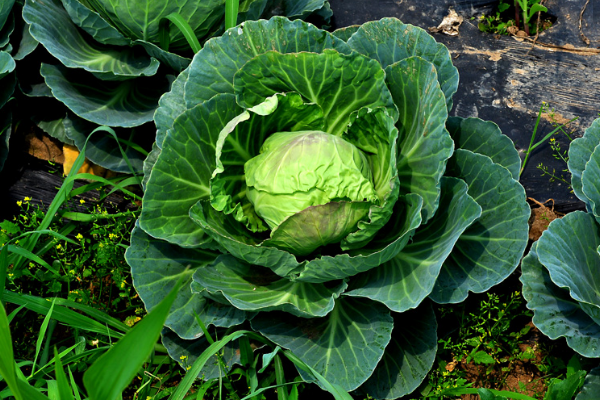 强碱性的食物排行榜是什么?