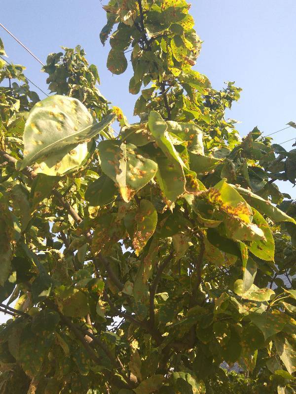 请问梨树叶子上的是什么病?