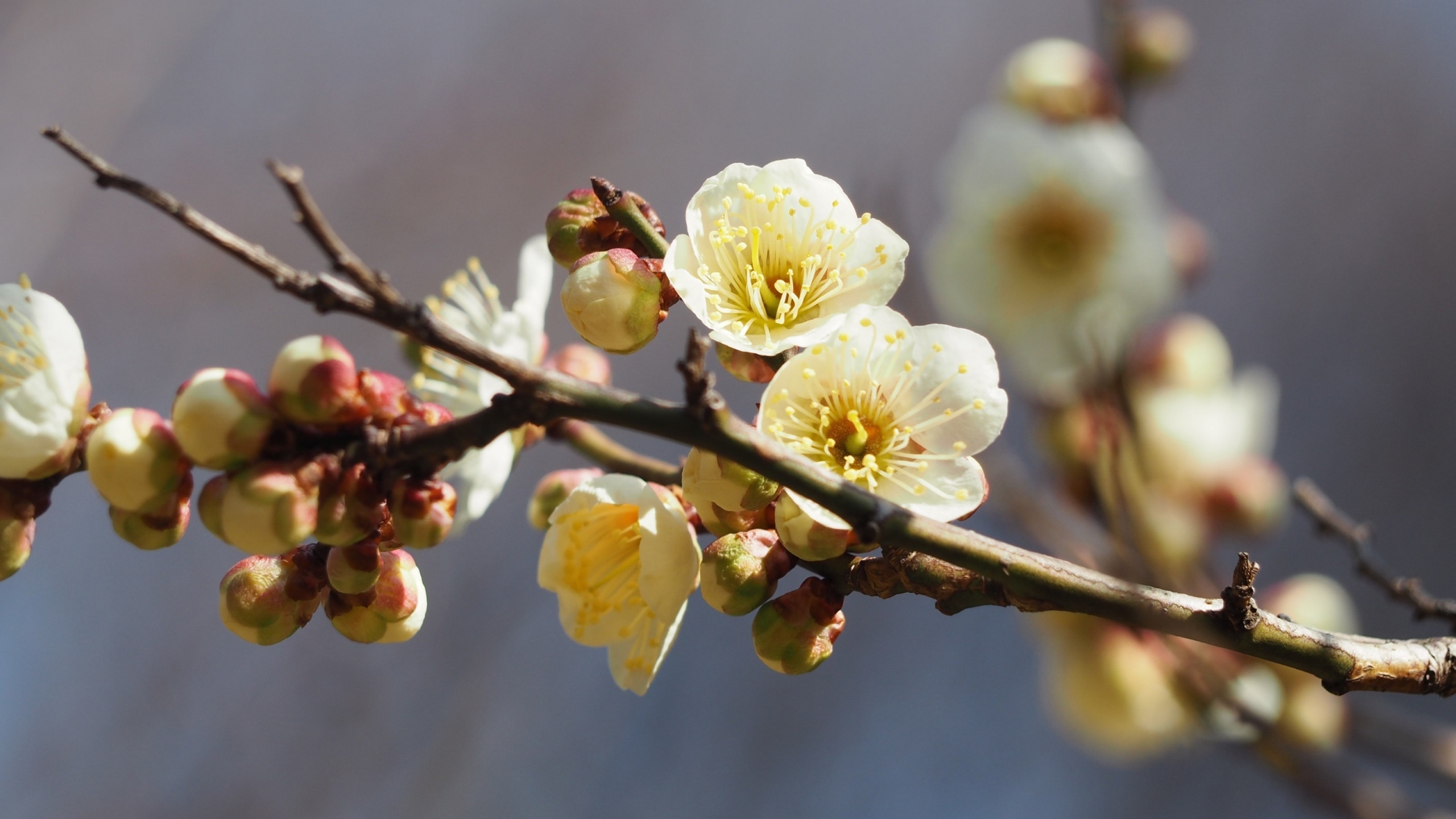 白梅花香自苦寒来[图8]