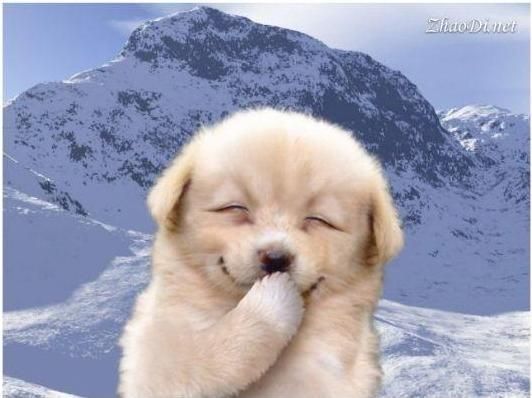 求一张狗捂着嘴笑的图