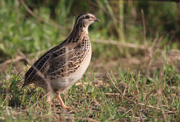 老家的稻田里很多小鸟一群一群的在偷吃稻谷,我不知道这些鸟叫什么,我