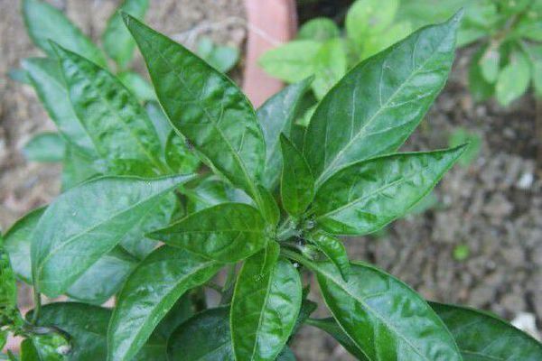 辣椒叶有什么吃法?