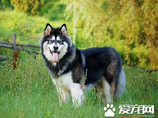 阿拉斯加雪橇犬学狼叫 因为遗传了狼的基因