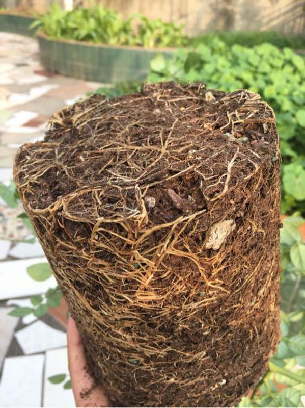 是不是所有花盆都叫控根花盆?