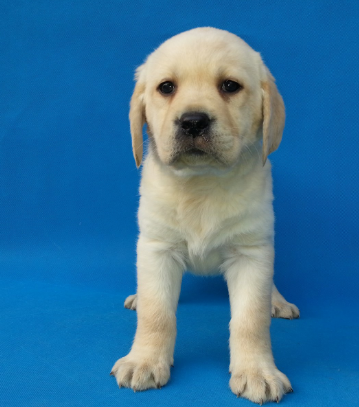 一个月左右的拉布拉多幼犬图片?