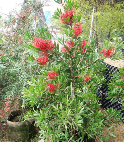 lv2017-04-18  满意答案 lv2017-04-19 这是千层红树开花了.