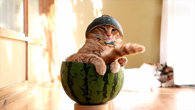 猫咪坐在空西瓜皮里,看到后边猫咪秀恩爱,一个人在发呆