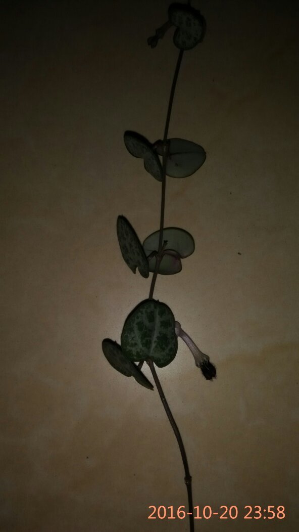 麻烦朋友帮我看看这花叫什么名字,谢谢!怎么繁