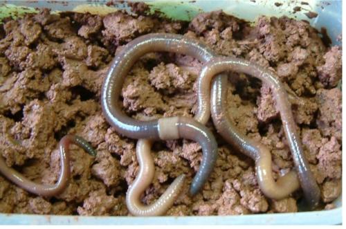 蚯蚓最多切成几段全都能活?