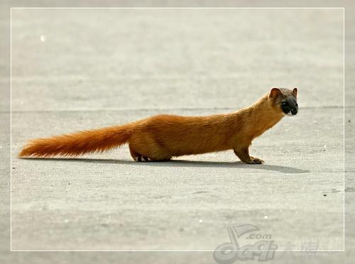 黄鼬和貂有什么区别?