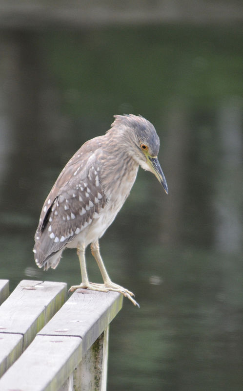 水洼子,灰洼子,星鸦,灰洼子,苍鴝,星鴝,夜鹰(浙江),夜鹤,夜游鹤(海南)