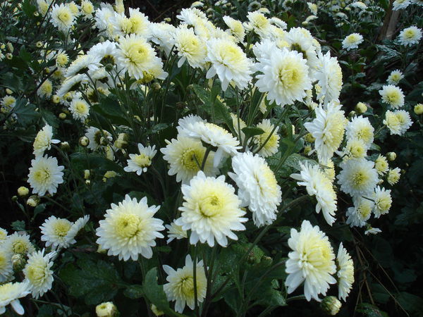 贡菊的发源地,是全国著名的引用菊基地之一,也是全国贡菊花销售集散地