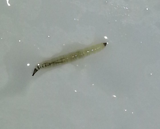 鱼缸里的白色线状虫子图片