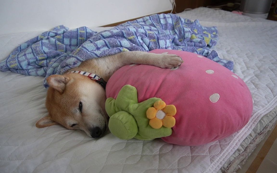 【柴犬小春】【睡眠引导动画】紧紧抱着草莓枕睡着的柴犬