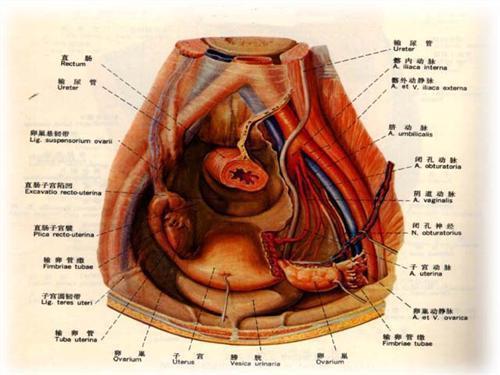 咽鼓管吹张正确做法