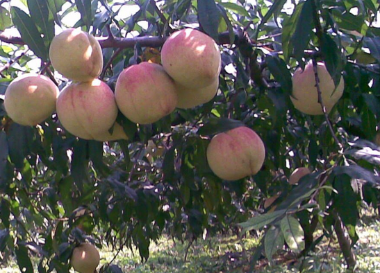 中华寿桃幼果期套袋后落果