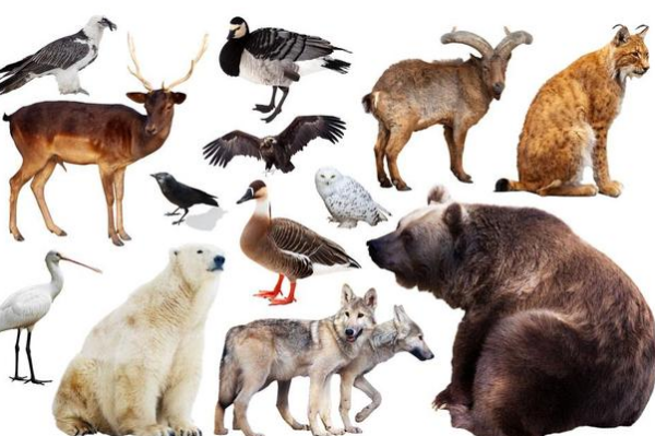 哺乳动物和鸟类都是优势物种,为何种类却不是特别多?