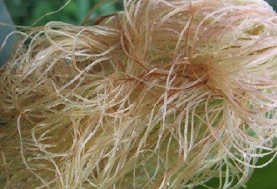 干冬瓜皮和玉米须怎样煮水喝。