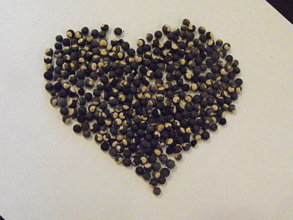 一种植物的种子,种子是黑色的,上面有白色类似桃心形状的图案