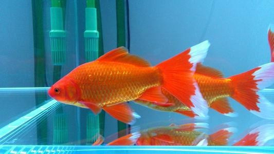 想问一下白色的尾巴的这条鱼是不是金鱼?