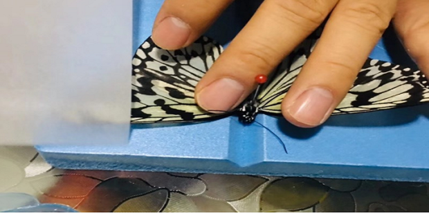 在家蝴蝶标本制作方法 