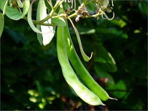 开白花,喇叭筒形状,花谢了结豇豆似的豆荚,这是什么树?