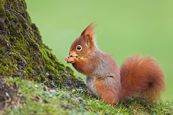 什么动物的尾巴像一把伞