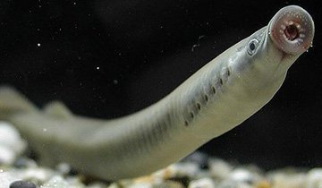 头上有七个星星的鱼,在吉林很常见!他们说有毒!那是什么鱼