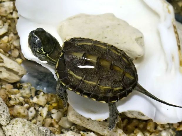 珍珠龟的资料图片