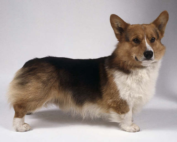 狗头有点像狼,黄黑色的毛,脚很短,这样的狗是什么品种