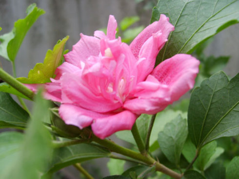 日本国花的皇室用花