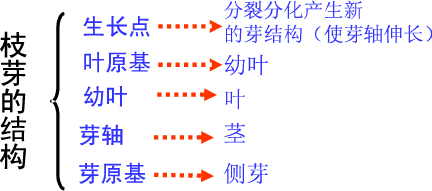 芽和枝条的结构图图片