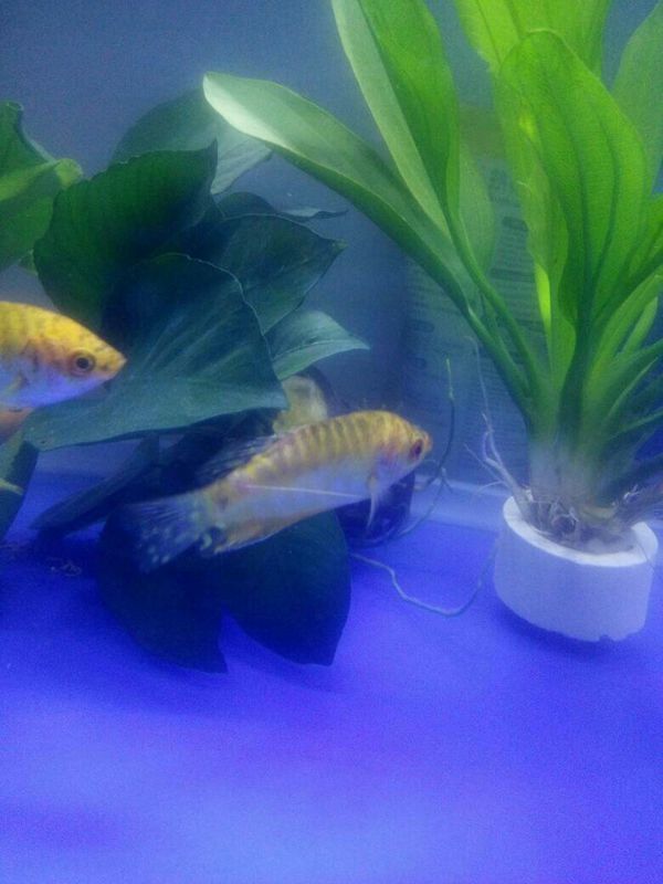 黄鳗鱼尾巴颜色一般变淡尾部少少有点腐烂怎么