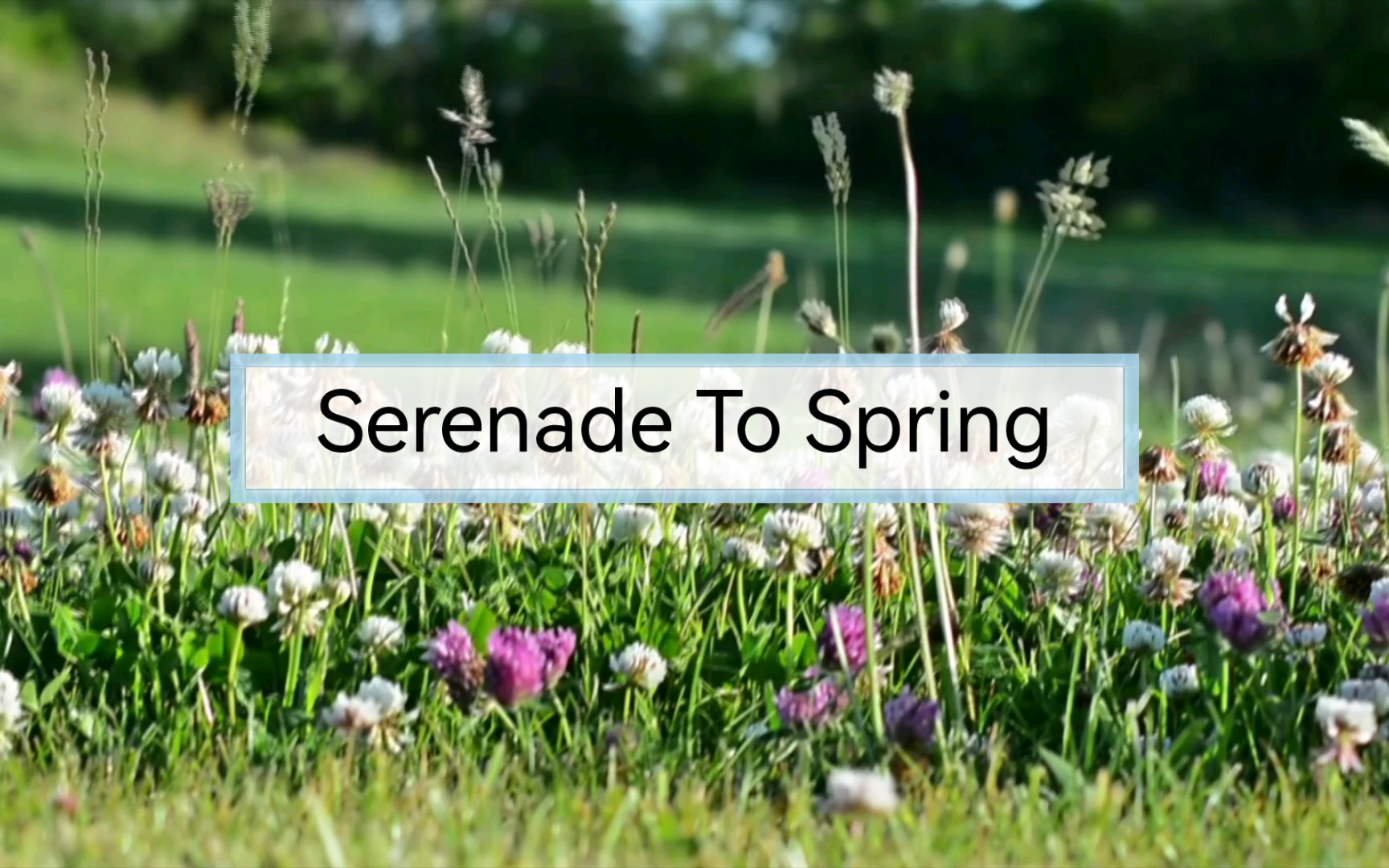 [图]【Serenade To Spring】半音阶口琴