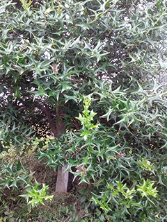 15 枸骨[gǒu gǔ] 枸骨(學名:ilex cornuta)又名貓兒刺,老虎刺等,為