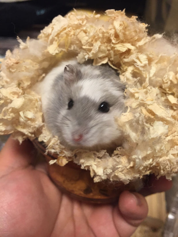 大家快来看看我这只仓鼠是什么品种啊!小时候是白的 现在变灰白相间了