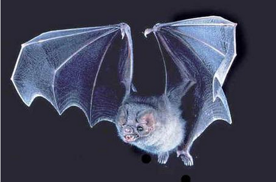蝙蝠属于鼠类吗