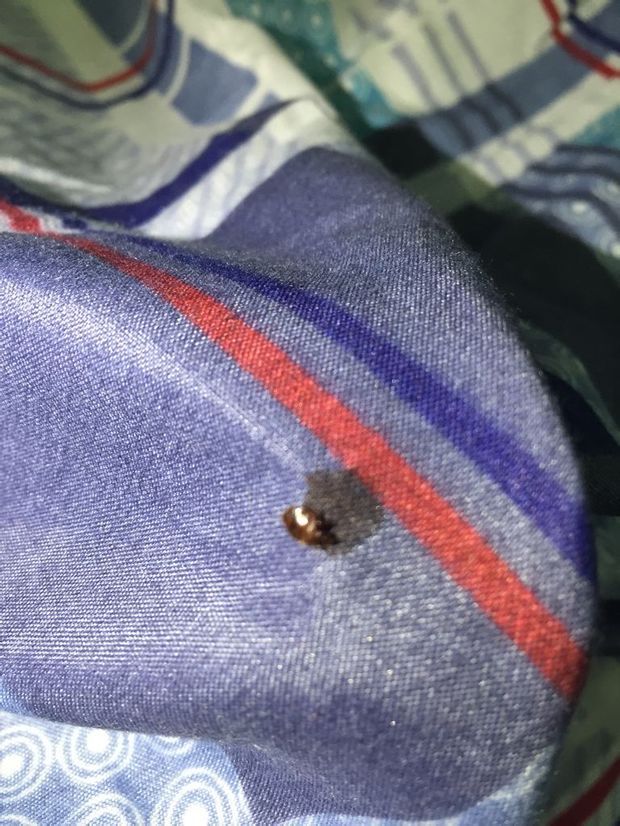晚上睡觉好痒,开灯一看被子上床板上都有这个虫子这种有危害吗?