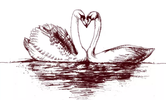 天鹅简笔画怎么画朝右