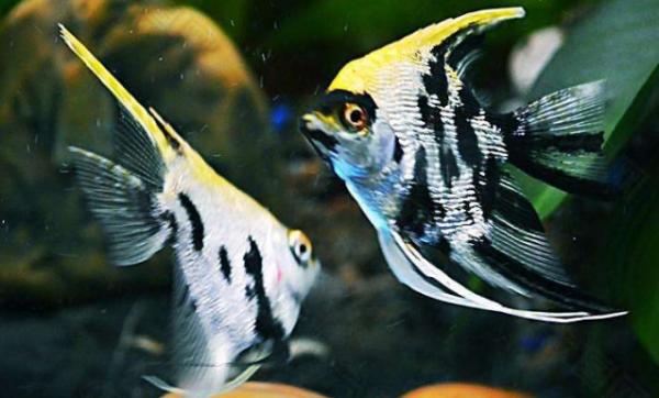 如何分辨燕鱼的公母?