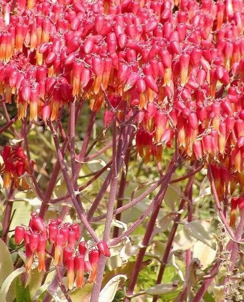 落地生根开花吗